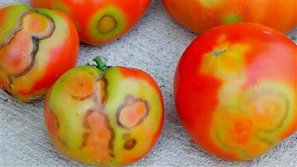 В казахстанских помидорах нашли вирус морщинистости 
