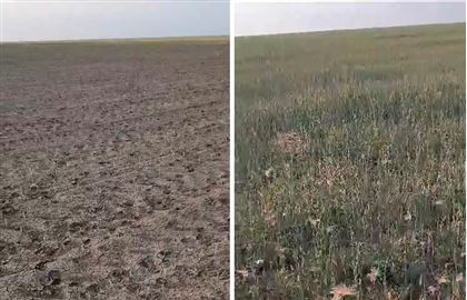 Фермеры Актюбинской области показали пострадавшие от саранчи и сайгаков поля 