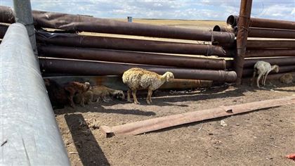 После пожара в Павлодарской области обнаружили сгоревших овец 
