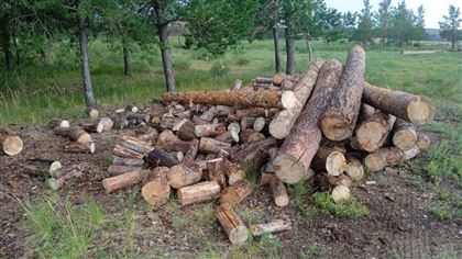 В незаконной порубке и краже деревьев подозревается житель Акмолинской области