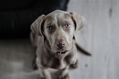 Во Франции начнут брать ДНК собак для отслеживания не убирающих за ними хозяев