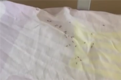  Жительница Балхаша пожаловалась на муравьёв в детской больнице