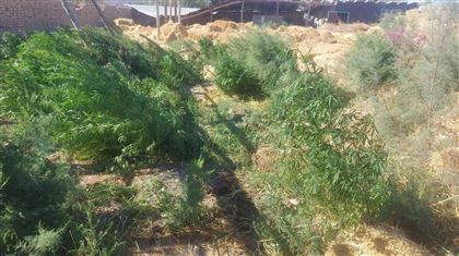 Житель Кызылординской области выращивал во дворе 35 кустов конопли 