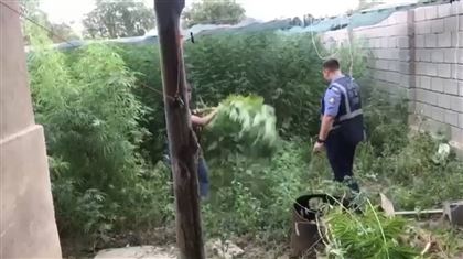 Почти 2 тонны марихуаны нашел беспилотник в Жамбылской области