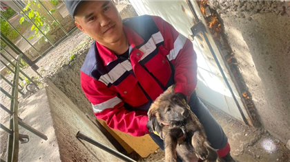 В Усть-Каменогорске спасатели вытащили щенка из-под бетонной плиты