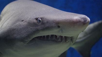 В Египте снова акула напала на туристку