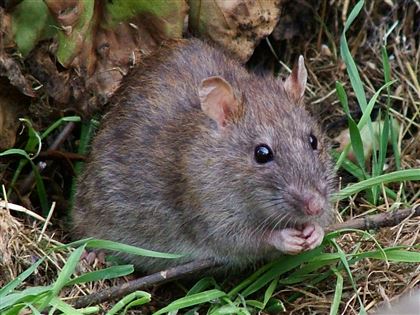 В Актобе жители перспективного района жалуются на нашествие крыс