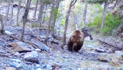 В Жонгар-Алатауском национальном парке в фотоловушку попали тяньшанские бурые медведи
