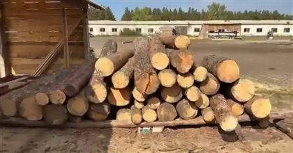 В Павлодарской области расследуют хищение и вырубку леса 