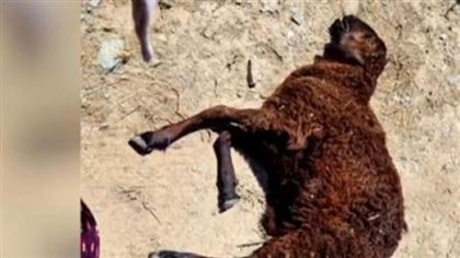 В Жамбылской области от неизвестной болезни массово гибнут бараны