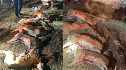 Полицейские Жамбылской области задержали браконьеров, застреливших краснокнижных джейранов