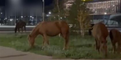В столице возле ж/д вокзала "Нурлы Жол" гуляли лошади