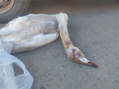 В Караганде задержали браконьера с тушкой лебедя 