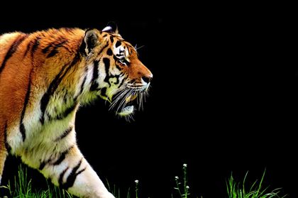 Братьев Запашных вызвали в Госдуму для объяснения видео с избиением тигров