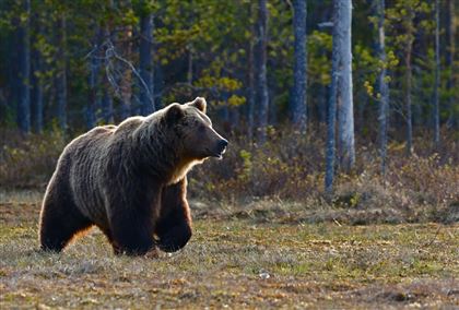 Пытался вывезти тушу исчезающего медведя в авто: казахстанца задержали в России