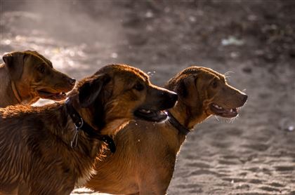 После жалоб жителей Уральска усыпили более двух тысяч собак 