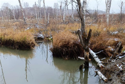 Две российские деревни остались без света из-за бобров, которые изменили русло реки