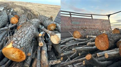 В Актюбинской области двое мужчин вырубили краснокнижные деревья