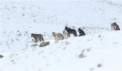 Жители ВКО просят возобновить отстрел волков