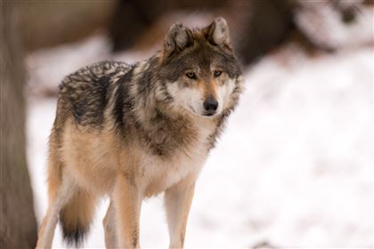 Жители ВКО просят разрешить отстрел волков