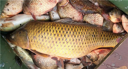 В Карагандинской области у браконьеров изъяли рыбу на 820 тыс. тенге