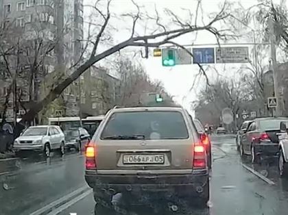 Большое дерево упало на автомобиль в Алматы 