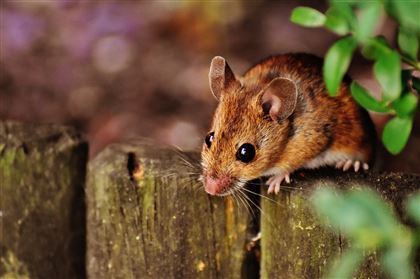 Снижение холестерина предотвратило деменцию у мышей