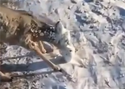 Иностранцев растрогали казахстанцы, которые спасли оленя с замерзшими глазами и ртом 
