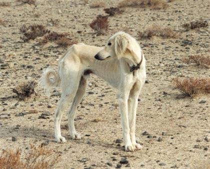 В Казахстане создан банк ДНК собак казахской породы тазы из различных регионов