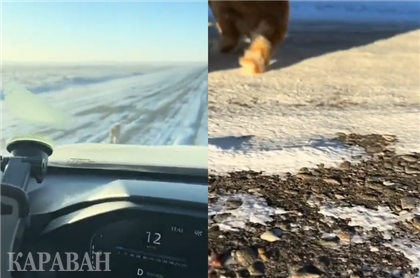 Казахстанцев растрогало спасение кота на трассе в 35-градусный мороз 