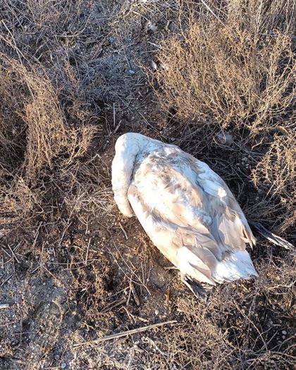 Тушки 30 лебедей-шипунов нашли на берегу озера Караколь в Мангистауской области