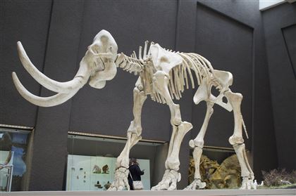 Шахтеры случайно нашли 20 уникальных костей доисторического животного