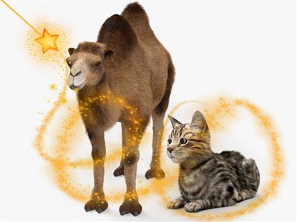Какие беды несут голодная кошка и обиженный верблюд - поверья о животных, которые действительно работают