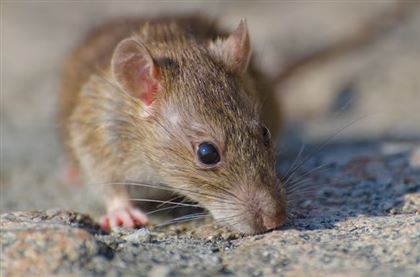 За медпомощью после укусов крыс обращаются жители ВКО
