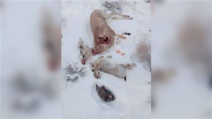 У жителя Жамбылской области обнаружили тушу краснокнижного животного и оружие