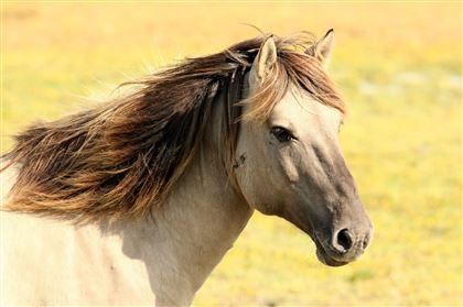 Падеж лошадей от неизвестной болезни в Карагандинской области прокомментировали в Минсельхозе