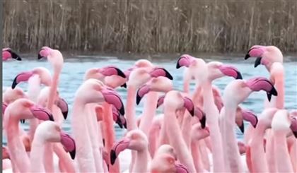В Мангистау на озеро Караколь прилетели розовые фламинго