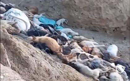Массовое захоронение с щенками нашли в Мангистау