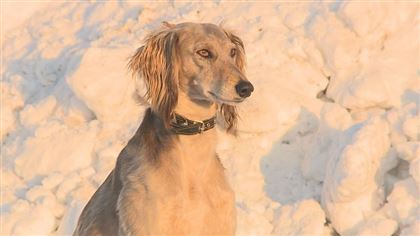 В Уральске пройдет смотр чистокровных собак породы тазы