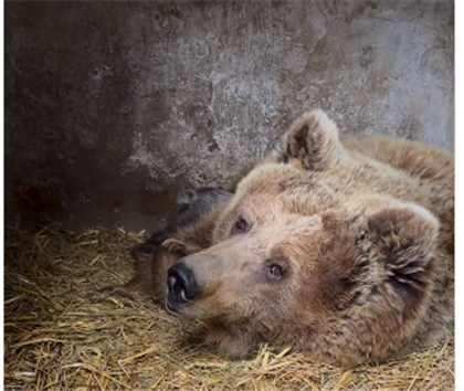 В зоопарке Алматы родились два медвежонка