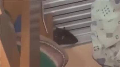 В Алматы в детском саду на видео попали крысы