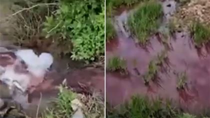 Кровь убитых животных слили в реку Шымкента