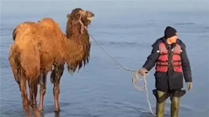 В Акмолинской области из паводковых вод спасли шесть верблюдов
