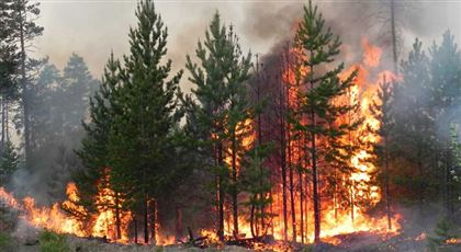 Лесные пожары вплотную подобрались к границам городов: ученые бьют тревогу