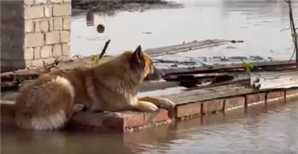 Возле Уральска с затопленных дачных участков эвакуировали десятки домашних животных