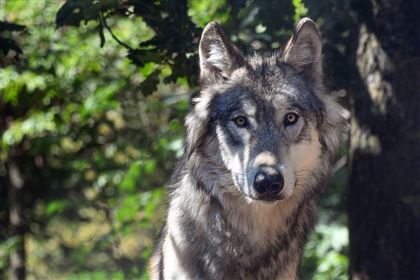 У волка, который напал на человека в ВКО, выявили бешенство