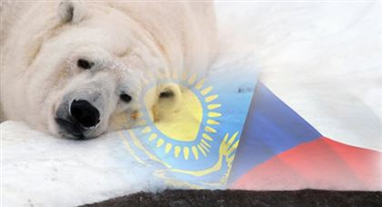 На пороге скандала: угрожает ли смерть медведя Тома международным отношениям Казахстана и Чехии