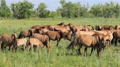 Институт коневодства появится в Казахстане