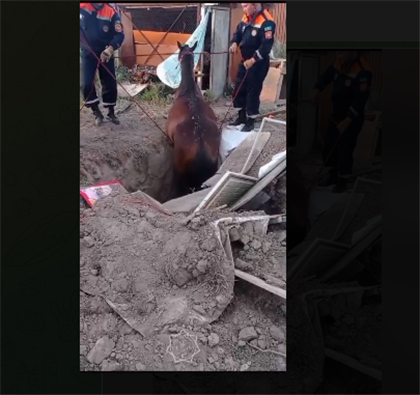 В Алматинской области спасли лошадь, которая упала в колодец