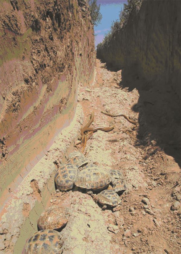 Черепахи и желтопузики, обнаруженные в траншее, окружающей фермерское поле в Сарыагашском районе Туркестанской области (N 41,70235; E 68,61334), 7 мая 2019 г.  Фото В. Терентьева